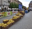 Za nami 13. edycja Cracovia Maraton! TEEKANNE gratuluje zwycięzcom!