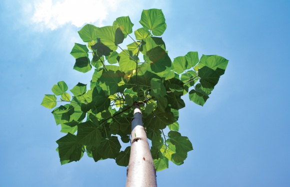 Drewno Oxytree przyszłością polskiego meblarstwa